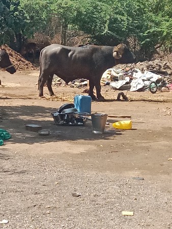 પાડો વેચવાનો છે