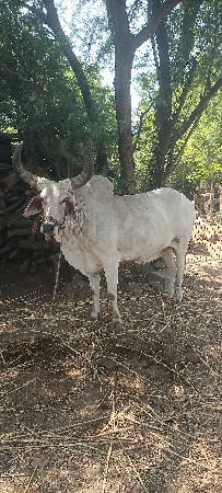 સાવ સોજા