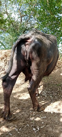 ભેંશ