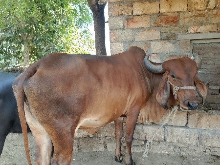 ગાય વેચવાની છે