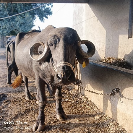 ભેંસ વેચવાની છે
