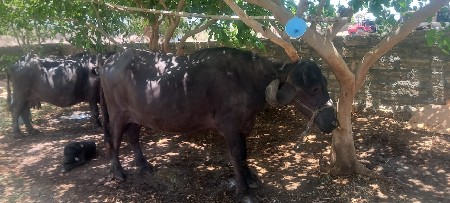 બીજું બેતર
