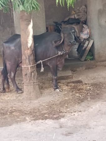 ખડેલી વેચવાની છે
