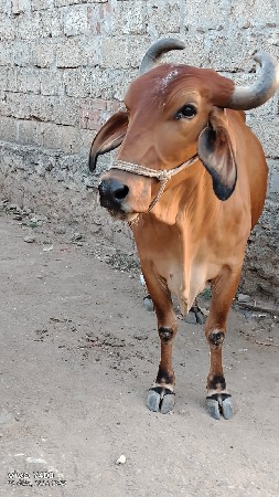 ગાય વેચવાની છે