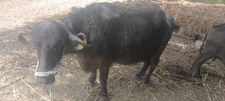 ભેસ વેસવાની છે