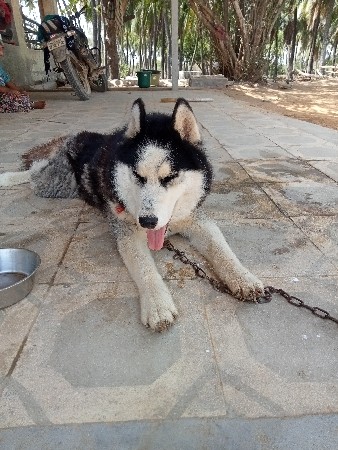 🐕 vasvanose