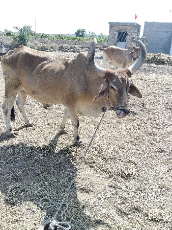 બળદ વે સવાના સે