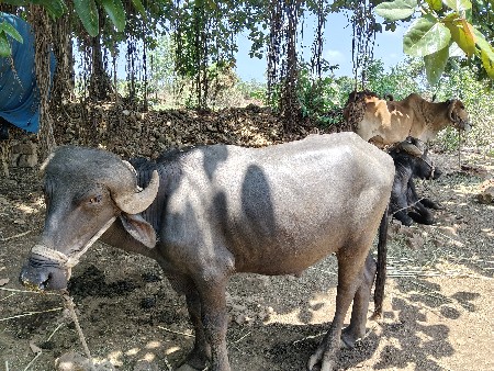 પાડો વેચવાનો છે.