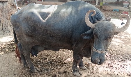 ભેંશ વેચવાની છે
