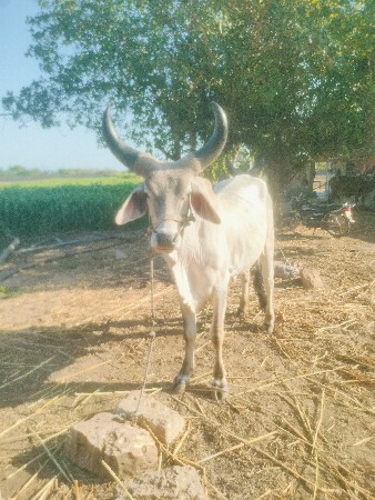 વેચવાના છે