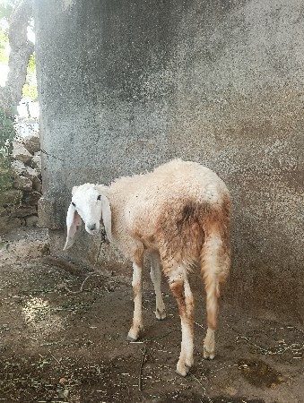 ઘેટો વેચવાનો છે