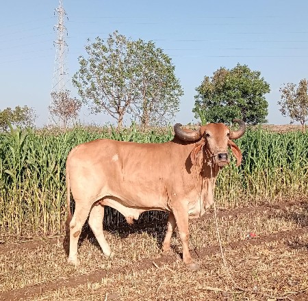 બળદ વેચવાનો છે