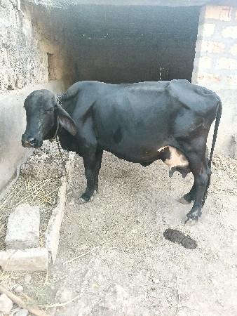 ગાય વેચવાની છે