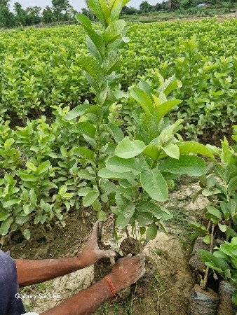 તાઇવાન પિન્ક જામફળ