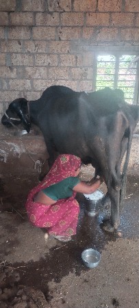 ભેંસ વેચવાની છે