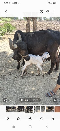 kali gay vechvani chhe
