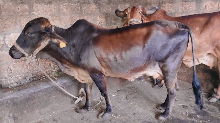 દેસી/જર્સી ગાય વેચવાની છે.