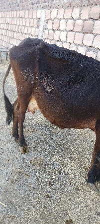 જરશી ગાય