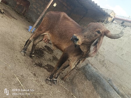 ગાય વેચવાની છે