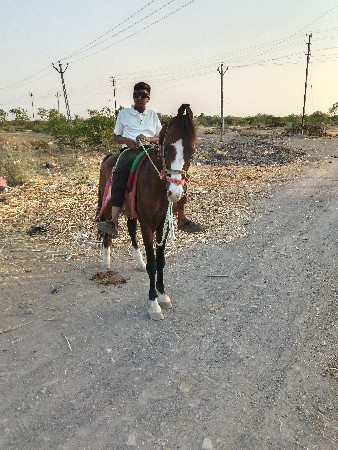 આ ઘોડો વેચવાનો છે