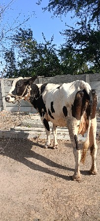 જળશી ગાય વેચવાની છે
