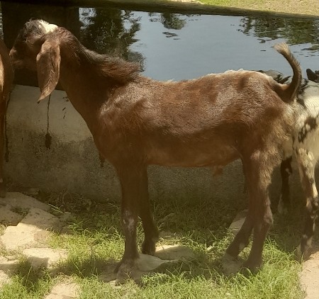 ગીર સોમનાથ વેરાવળ સોનારીયા