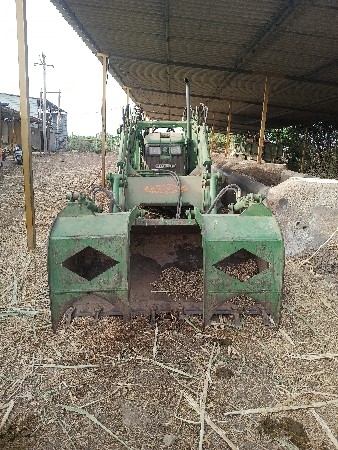 lobar