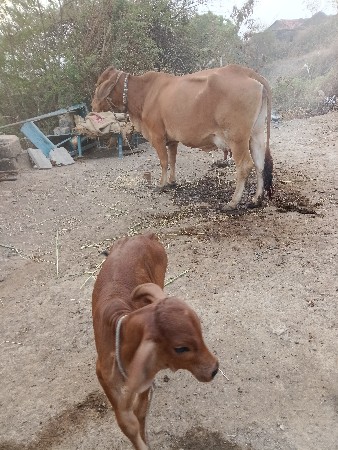 ગીર ક્રોસની જર્સી વેચવાની