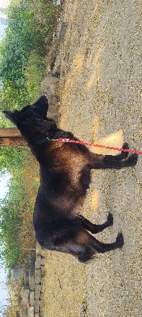 Black jerman female