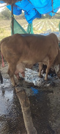ગાય વેચવાની છે