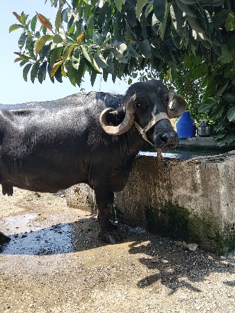 ભેંસ વેચવાની છે