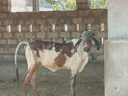 ગીર વાછડી વેચવાની છે