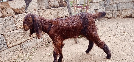 બકરી