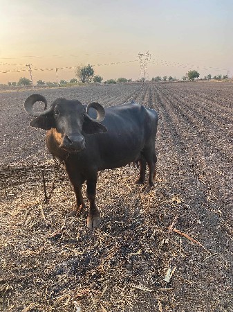 સારા વેળાની સે