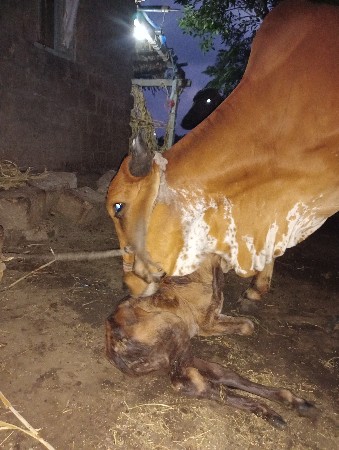 વેચવાની