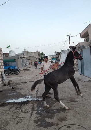 વછેરો વેચવાનો છે