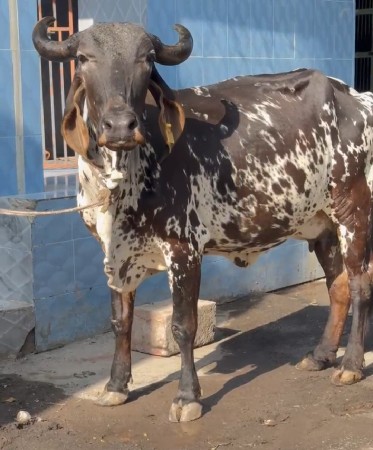 કાળી કાબરી ગાય વેચવાની છે