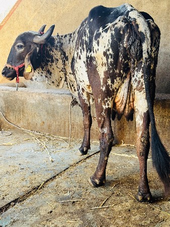 કાળી કાબરી ગાય વેચવાની છે