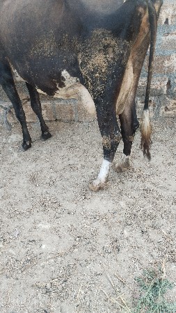 7 લીટર દૂધ હજાર માં સે
