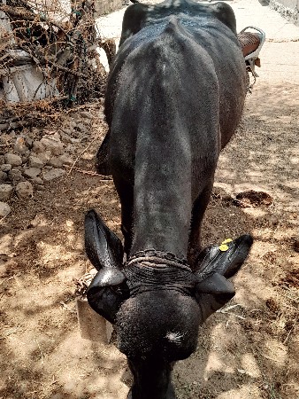ભેંસ વેચવાની
