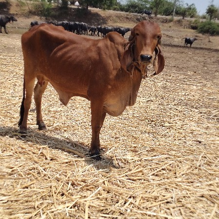 આ ઓડકી આપવાની સે