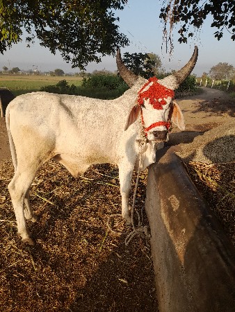 ગોઢલા વેચવા ના છે