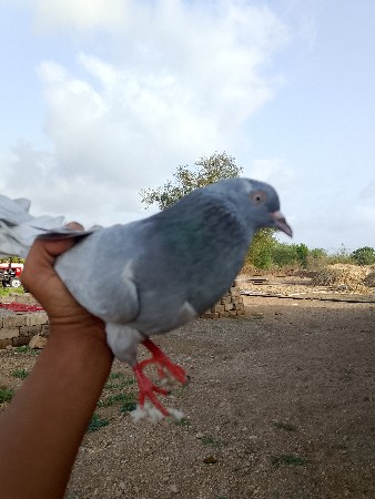 આ કબુતરો વેચવાનો છે