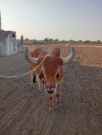 બળદ વેચવાનો છે બંને બાજુ હાલે છે