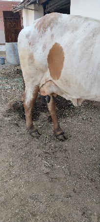 3 વેતર