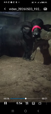 15 દિવસની વાર..છે