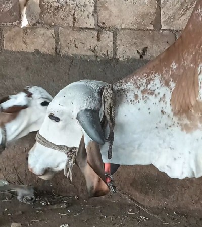 પેલું વેતર ગાય વિયાણેલ