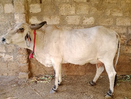 ધોરી રોજી ઓળખી વેચવાની છે