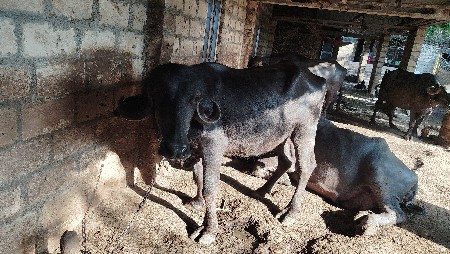 ખડેલી વેચવાની છે