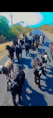 28 બોકડા વેચવાના છે